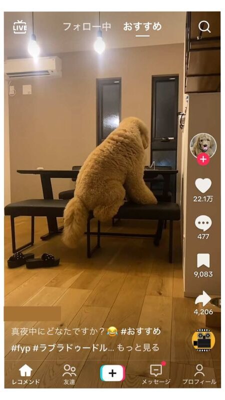 TikTok 検索